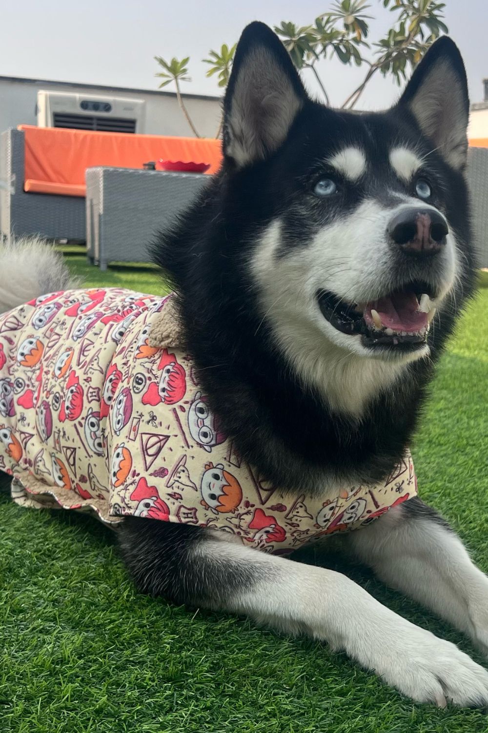 Harry potter on sale dog coat